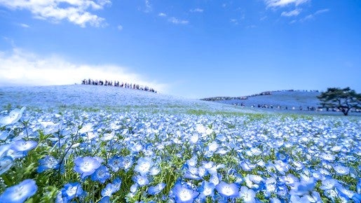 <Web割対象商品>【キングツアーバス旅】一度は見たい!見渡す限りのネモフィラブルー ひたち海浜公園ネモフィラ〔多摩センター・聖蹟桜ヶ丘発〕1